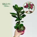 Adenium Obesum Desert Rose 3.5" pot 8-10" tall