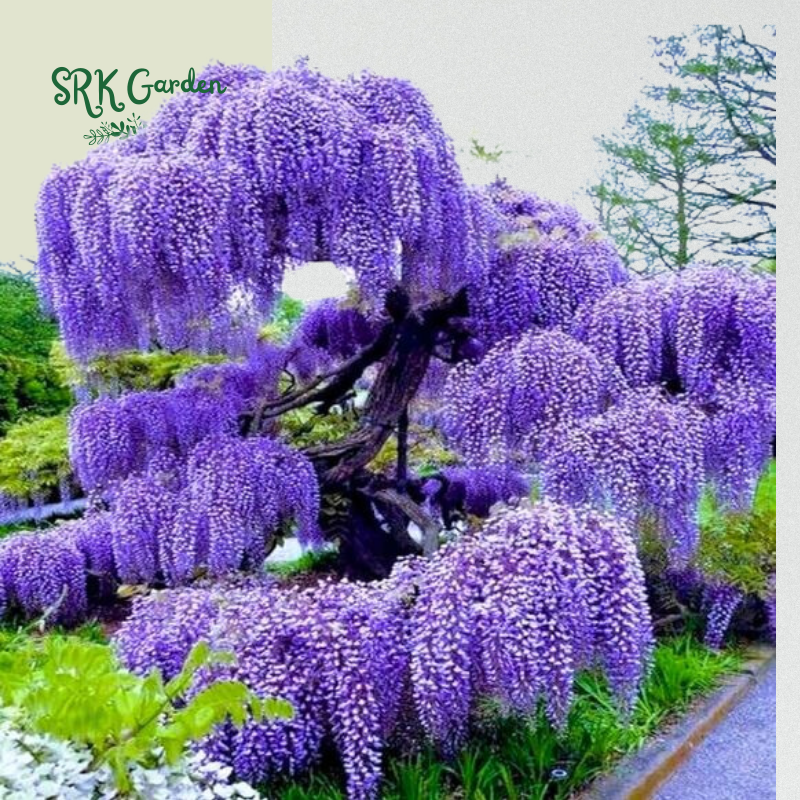 Wisteria Live Tree Seeds for Planting | Live Plants