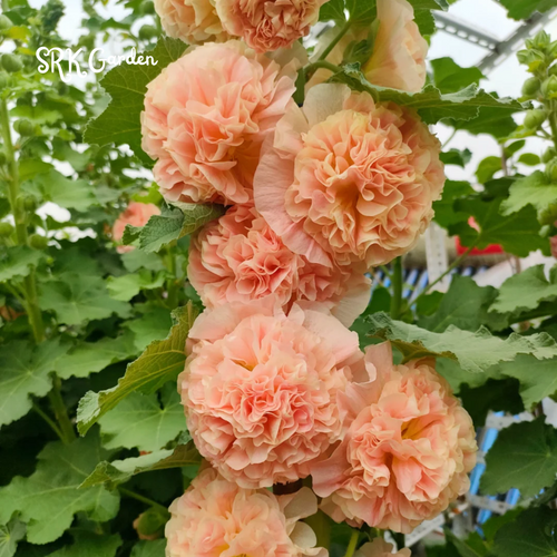 200+ Hollyhock Chaters Double Mixture Carnival Mix Giant Mallow Double Hollyhock Flowers Seed