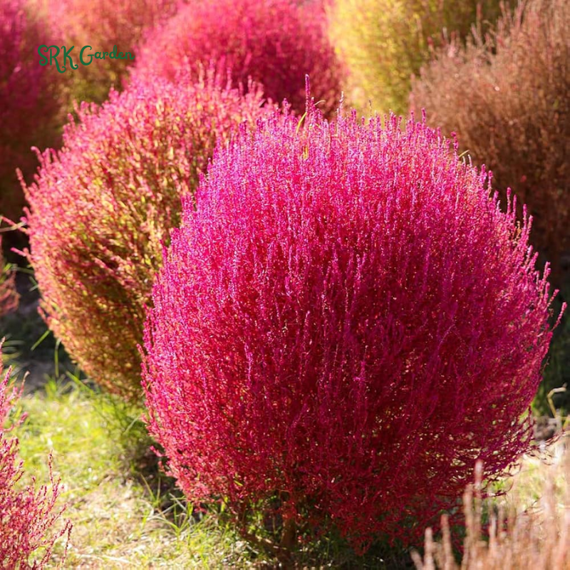 Burning Bush Summer Cypress Seeds | 30 Seeds
