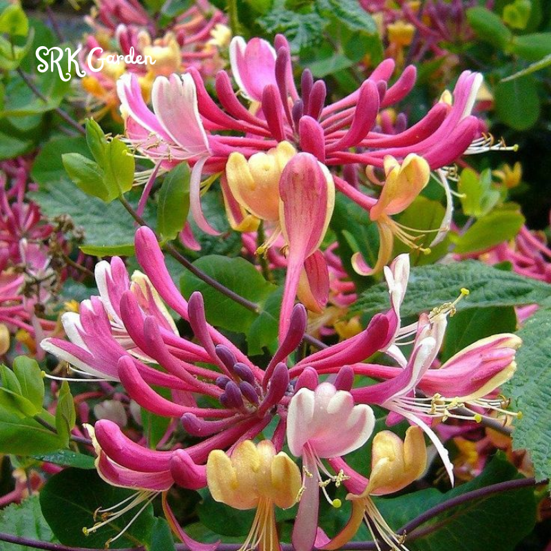 Honeysuckle in 2.5 inch Pot, Beautiful Fragrant Climber