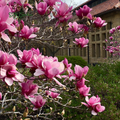 Saucer Magnolia 'Magnolia Soulangeana' – Shrub - One Gallon Healthy Potted Plant