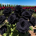 Black Rose Seeds | Late Winter to Early Spring Planting Time
