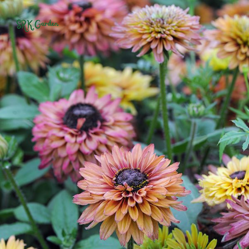 Caramel Rudbeckia Seeds, Black Eyed Susan Rudbeckia | 25 Seeds