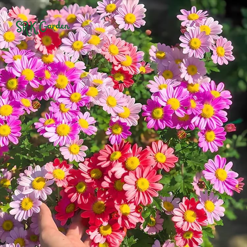 Pyrethrum Daisy Seeds : Pest Killer - Mixed Color 1000 Seeds