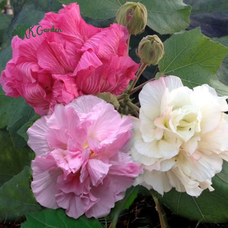 Rose Hibiscus Mutabilis Seeds Fragrant Exotic Eye Appeal | Heirloom & Non-GMO