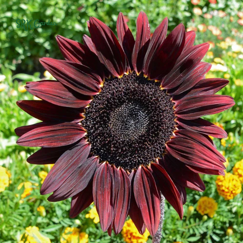 Sunflower Seeds - Chocolate Cherry 25 Seeds