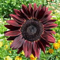 Sunflower Seeds - Chocolate Cherry 25 Seeds