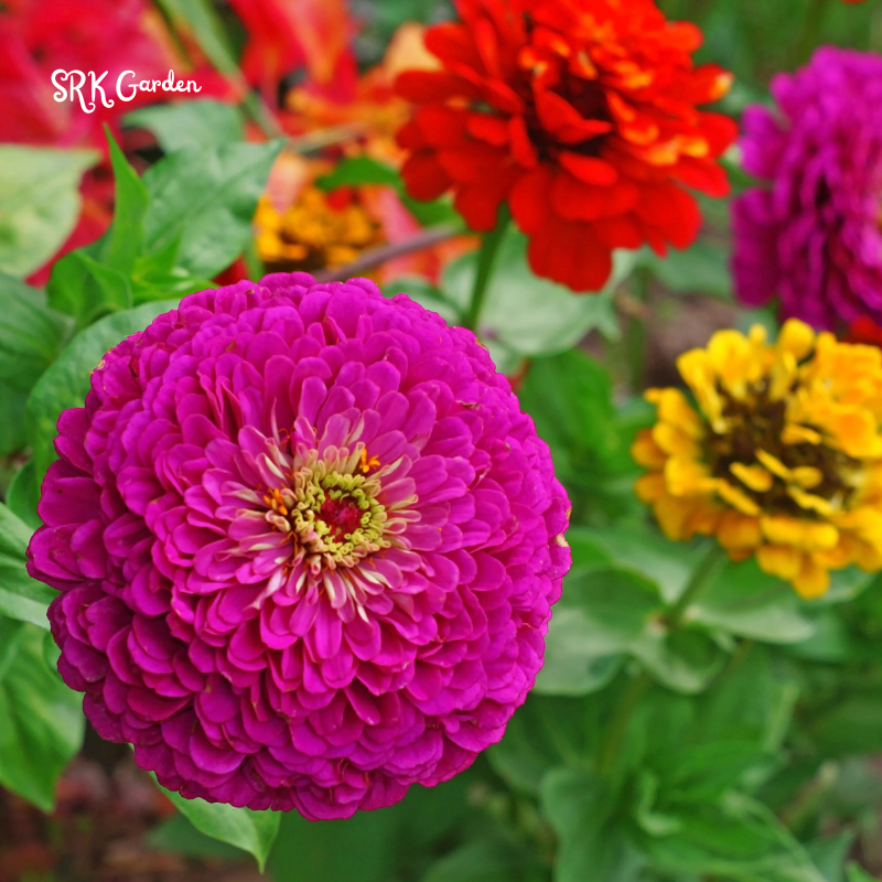Zinnia Seeds - Lilliput Mixture - Easy to Grow – Deer Resistant – Drought Tolerant