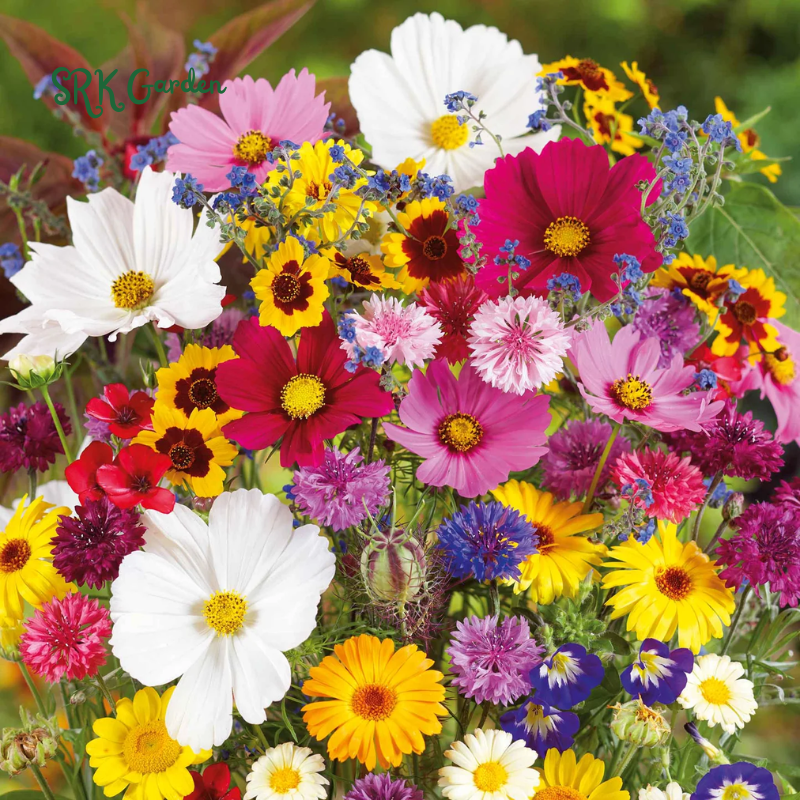 Mixed Flowers Seeds, Perennial Wildflower Seeds, Year-around Planting