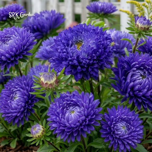 25 Seed Gala Blue Aster