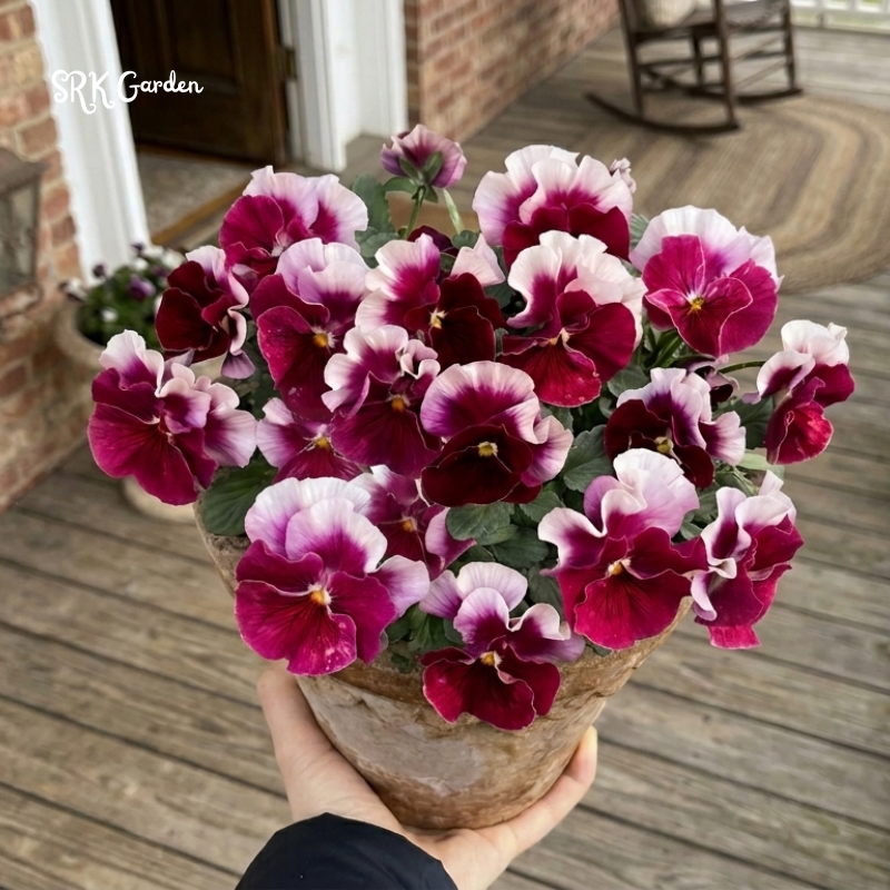 Swiss Giants Pansy Seed Mix | 100 Seeds