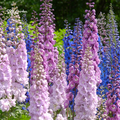 Larkspur Seeds - Giant Imperial Mix 250 seeds