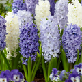 Garden State Bulb Pink Mix Hyacinth Flower Bulbs, Fragrant, Fall Planting