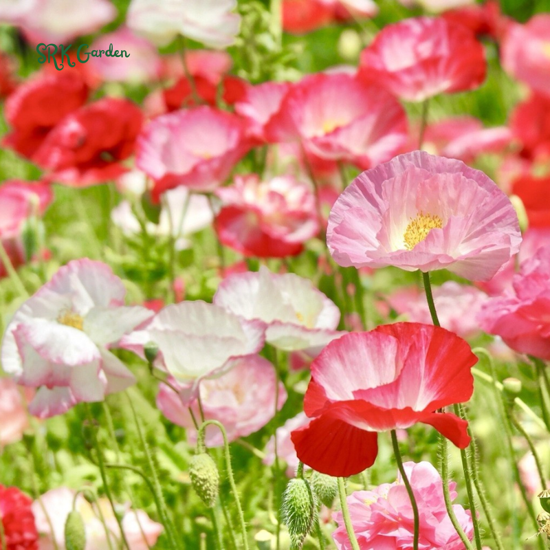 California Poppy Seeds for Planting