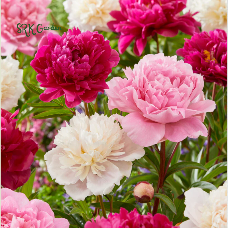 Cotton Candy Peony Mix Seed | 50+ Peony Seeds