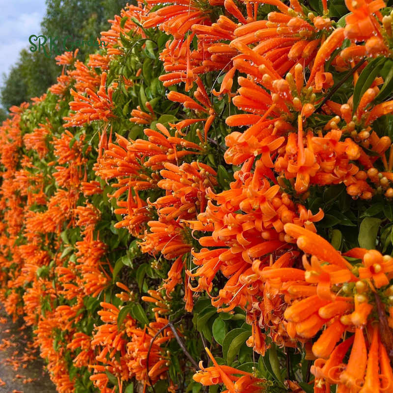 Trumpet Honeysuckle Coral Live Plant - Starter Plant Hummingbird Heaven!