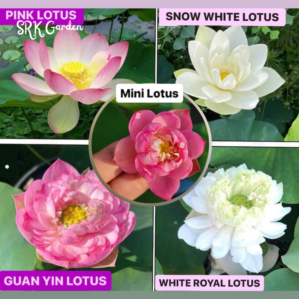 Mini Lotus Seeds (Pink, Snow White, Royal, Guan Yin, Mini)