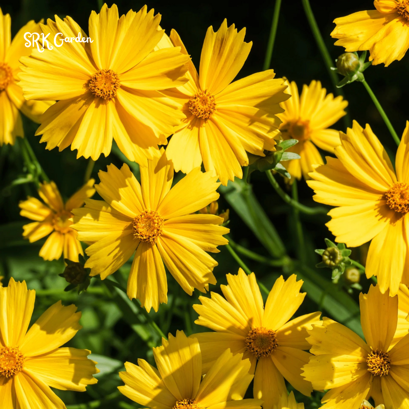 Dwarf Lance Leaved Coreopsis Seeds | 200 seeds