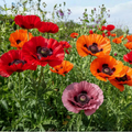 POPPY POWER Mix w/ Perennial Oriental Poppies Papaver | 1000 Seeds
