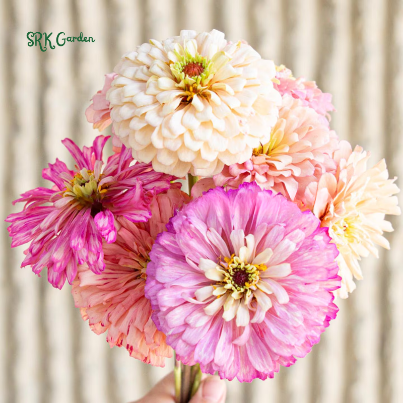 Strawberries and Cream Zinnia Seeds Mix | 100 Seeds