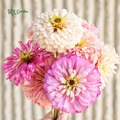 Strawberries and Cream Zinnia Seeds Mix | 100 Seeds