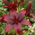 Lily, Ducati Asiatic Lily Bulbs | Sweet Fragance, Large Bloom 1 Bulbs