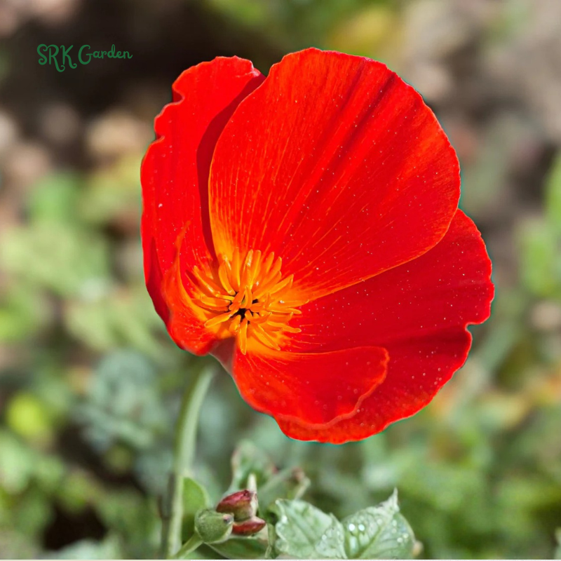 California Poppy Seeds for Planting