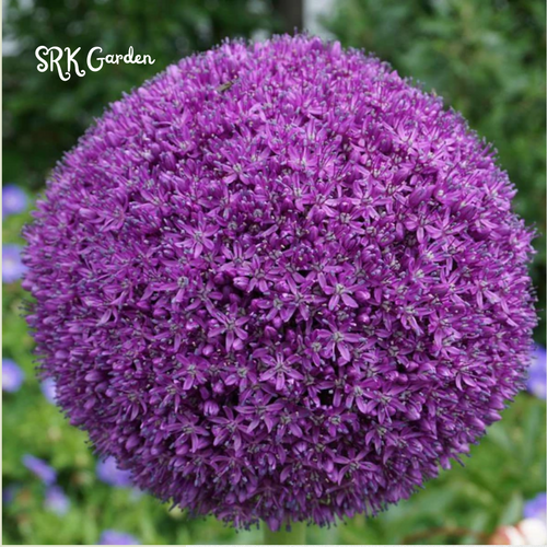 5 Giant Ball Onion Allium Christophii Bulbs