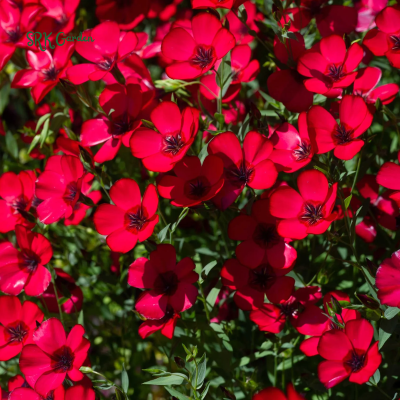 Scarlet Flax Seeds | 100 Seeds