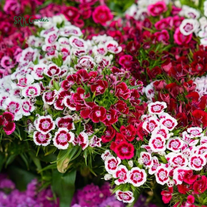 Sweet William Seeds Mix | 250 Seeds