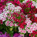 Sweet William Seeds Mix | 250 Seeds