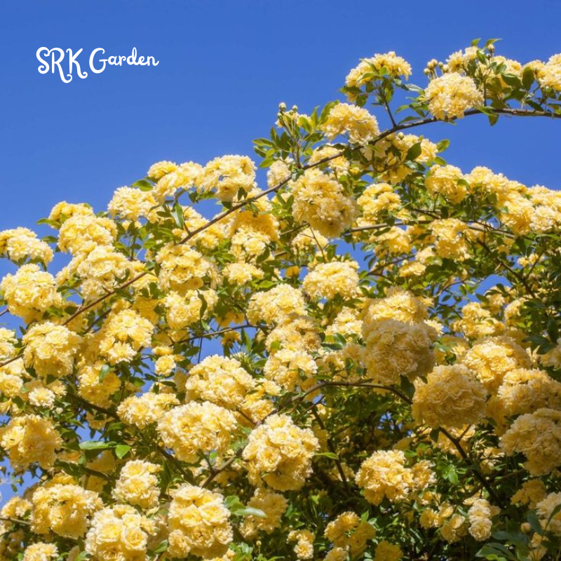 Yellow Lady Banks Climbing Rose Live Plants