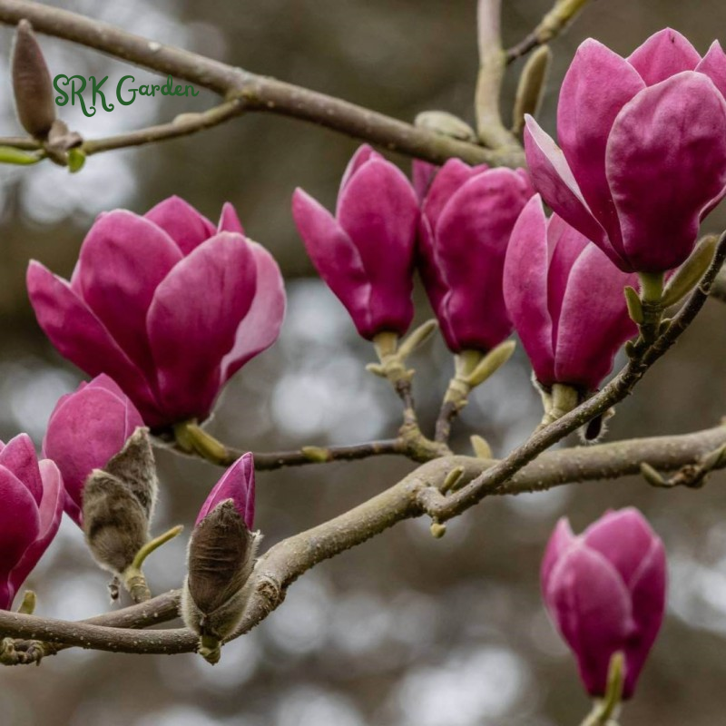 Saucer Magnolia 'Magnolia Soulangeana' – Shrub - One Gallon Healthy Potted Plant