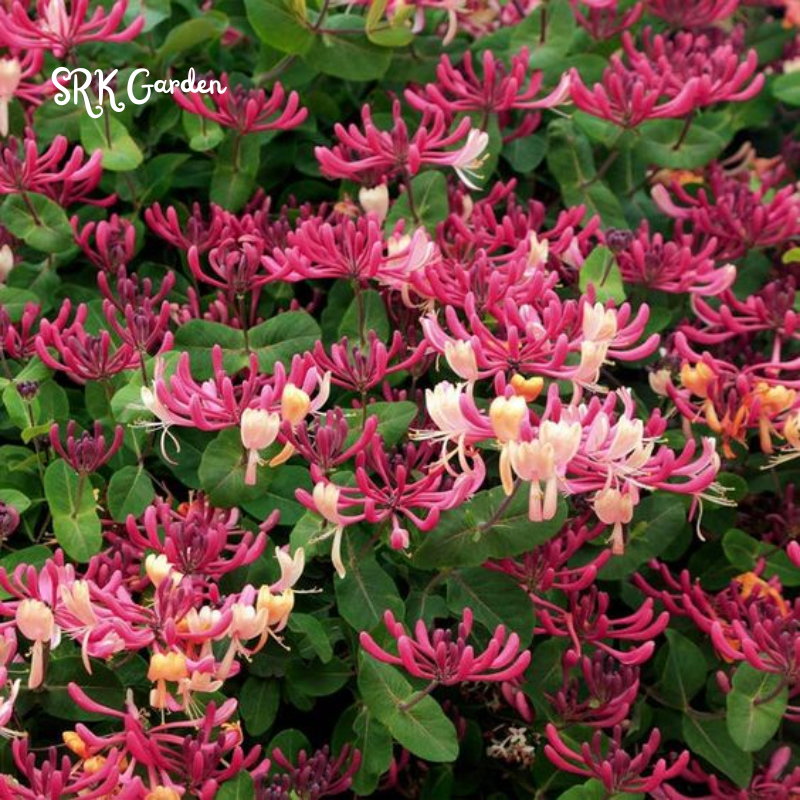 Honeysuckle in 2.5 inch Pot, Beautiful Fragrant Climber