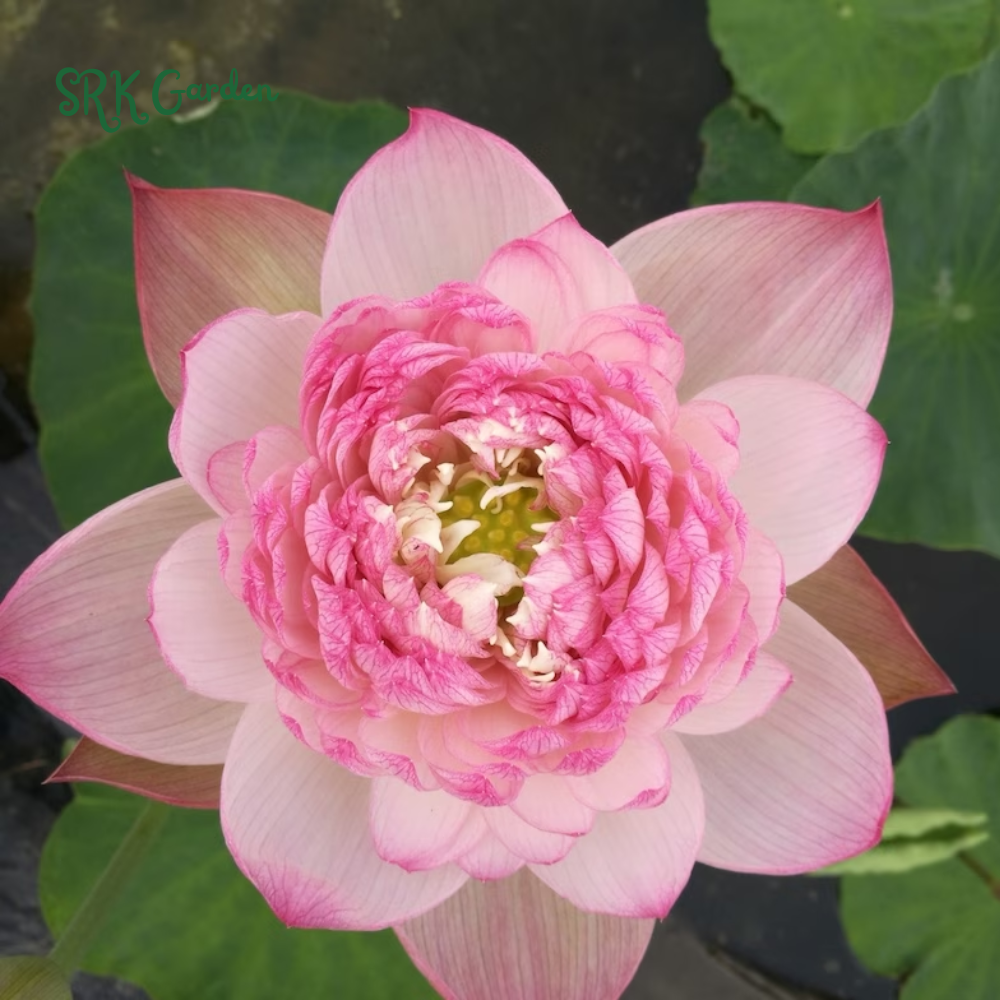 Mini Lotus Seeds (Pink, Snow White, Royal, Guan Yin, Mini)