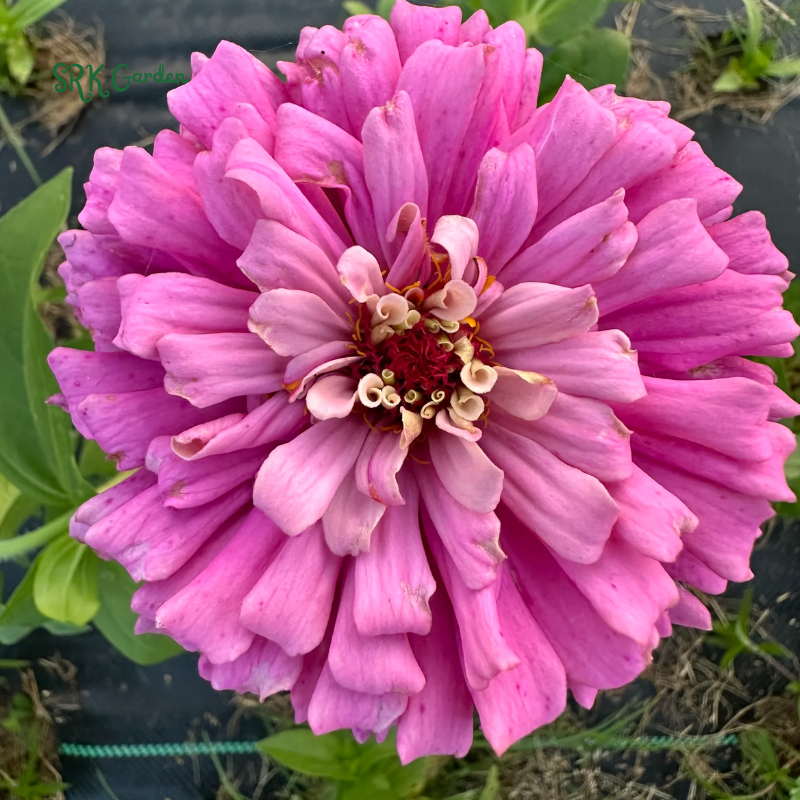 Strawberries and Cream Zinnia Seeds Mix | 100 Seeds