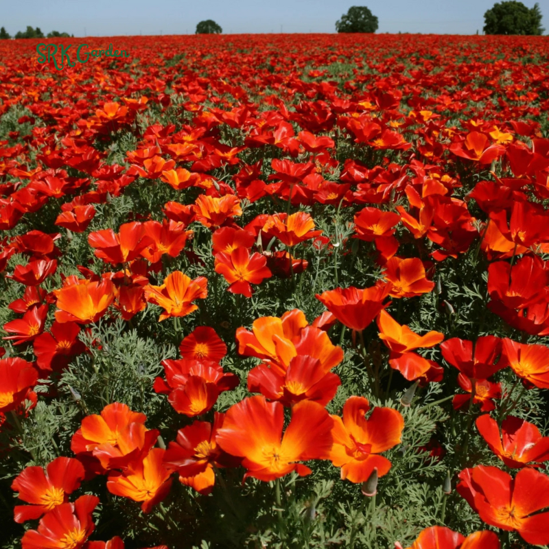 California Poppy Seeds for Planting