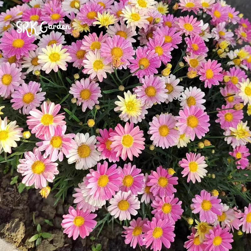 Pyrethrum Daisy Seeds : Pest Killer - Mixed Color 1000 Seeds