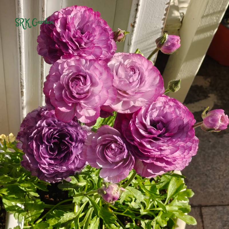 Ranunculus Mix Color Bulbs for Planting (20Bulbs)