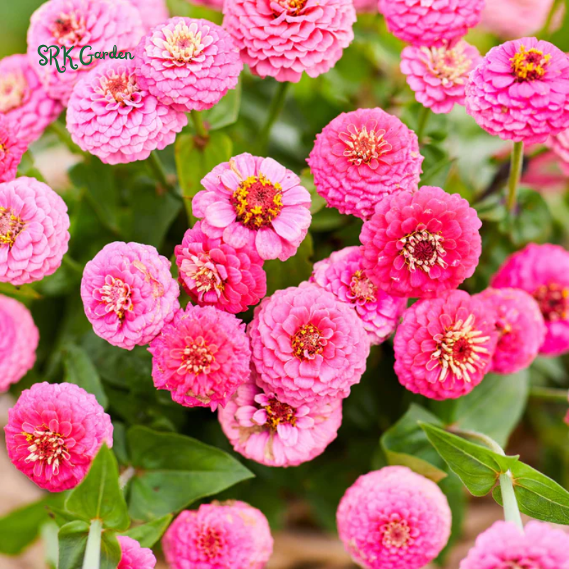Zinnia Seeds - Lilliput Mixture - Easy to Grow – Deer Resistant – Drought Tolerant
