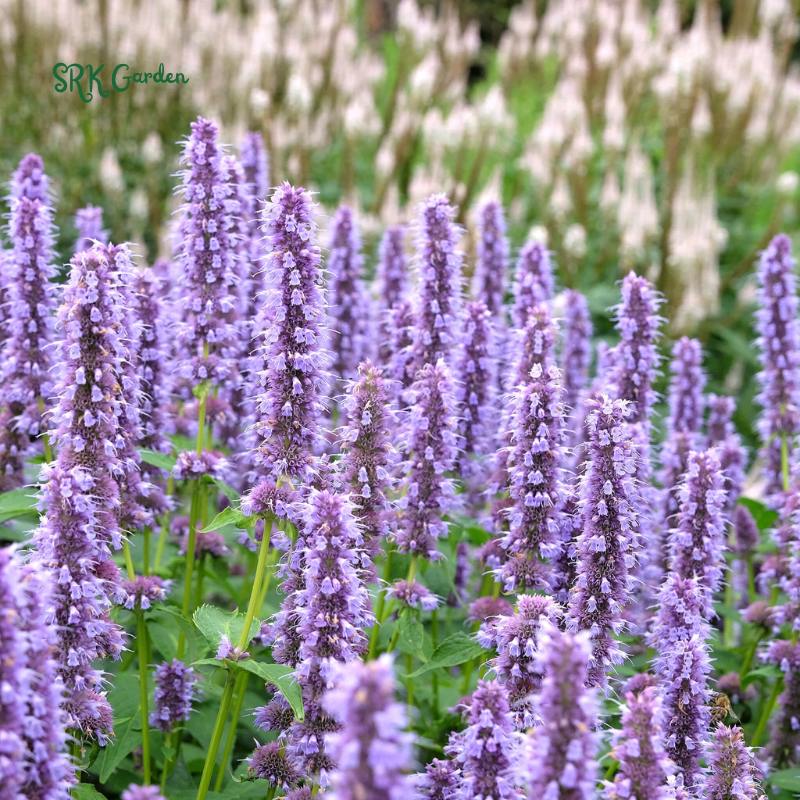 Blue Hyssop Seeds | 250 Seeds