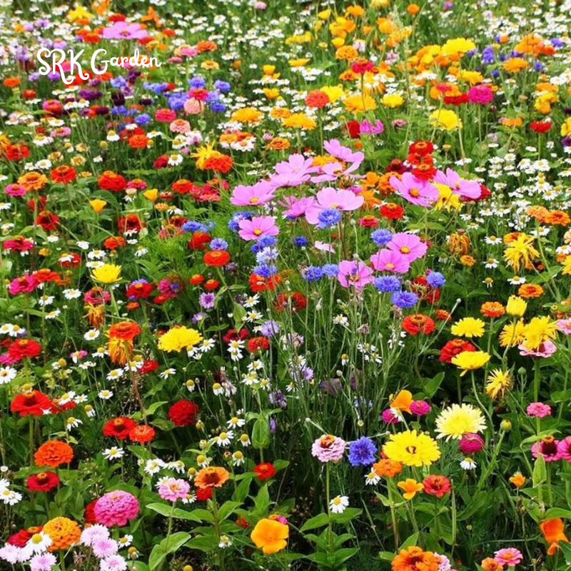 Mixed Flowers Seeds, Perennial Wildflower Seeds, Year-around Planting