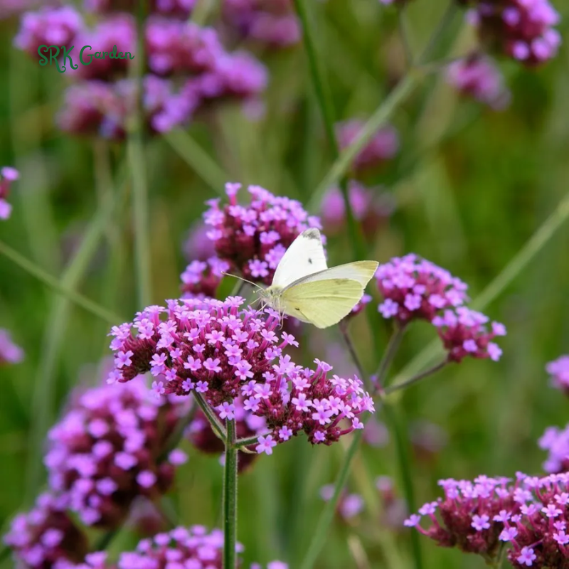 Purpletop Vervain Seeds |200 Seeds
