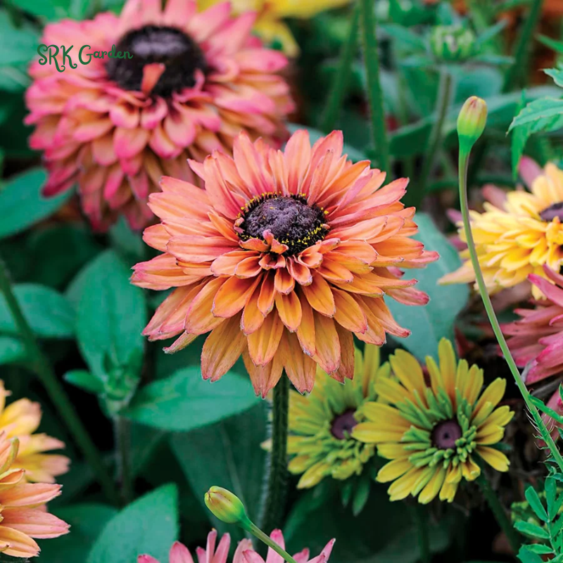 Caramel Rudbeckia Seeds, Black Eyed Susan Rudbeckia | 25 Seeds