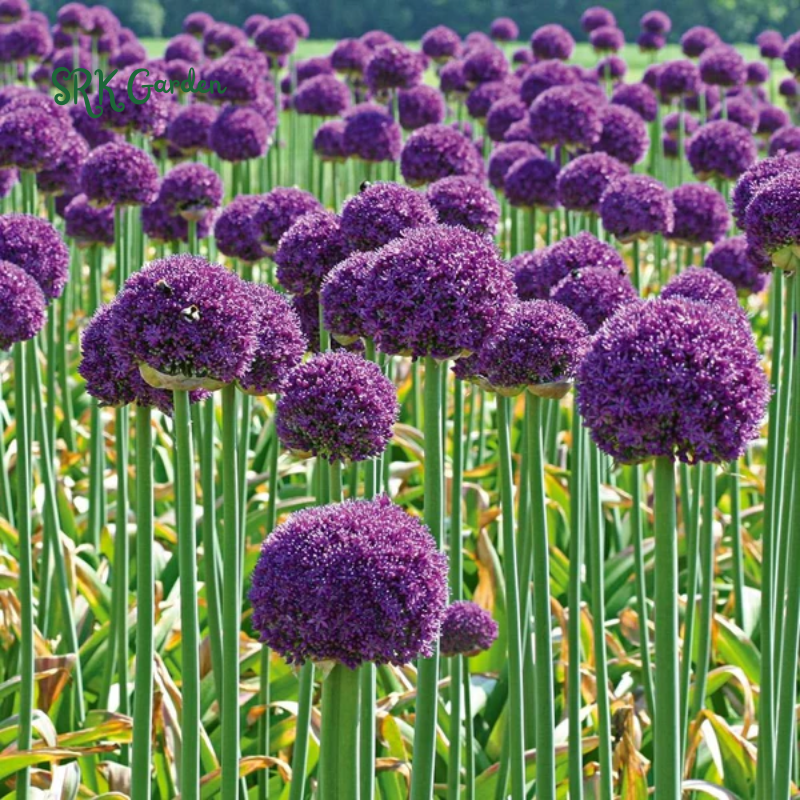 5 Giant Ball Onion Allium Christophii Bulbs