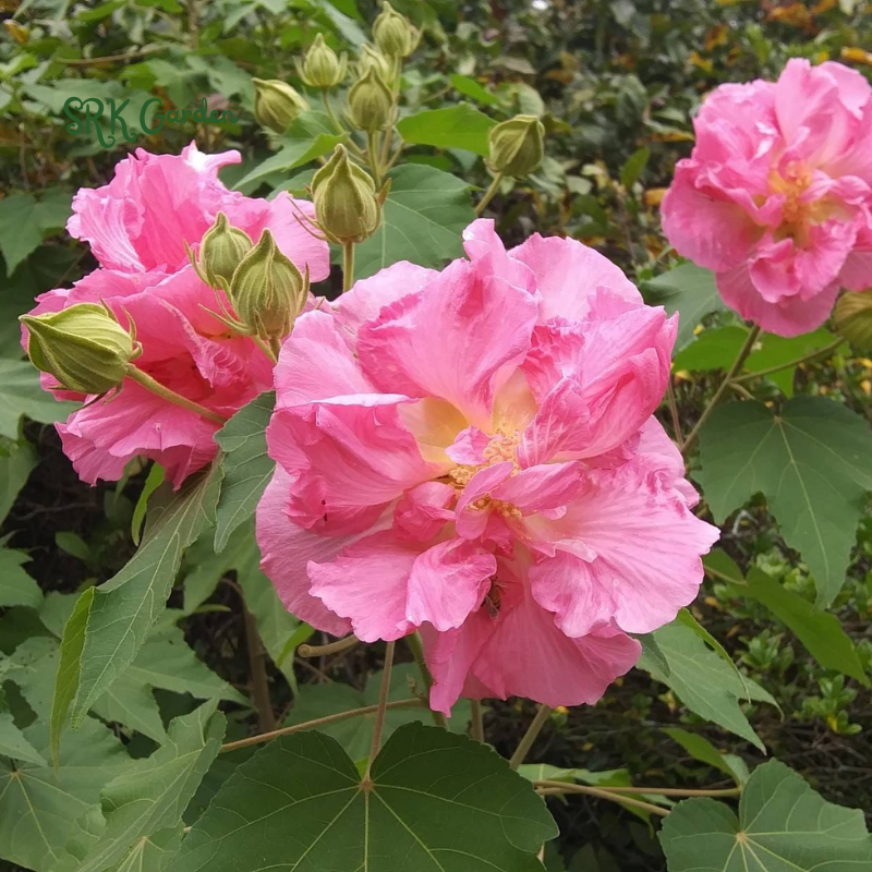 Rose Hibiscus Mutabilis Seeds Fragrant Exotic Eye Appeal | Heirloom & Non-GMO