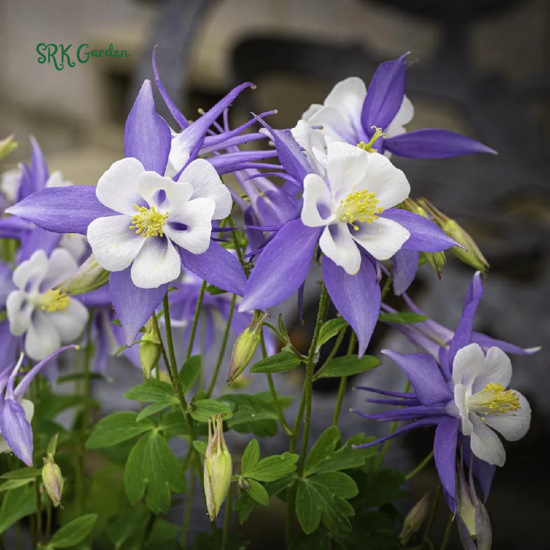 Colorado Blue Columbine Seeds | 100 Seeds
