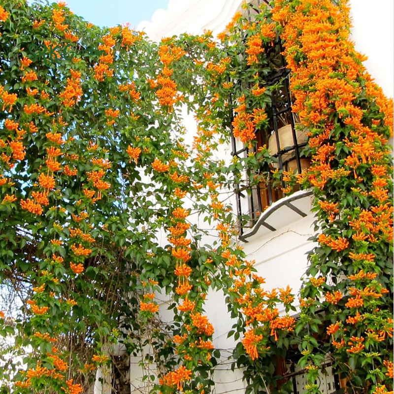 Trumpet Honeysuckle Coral Live Plant - Starter Plant Hummingbird Heaven!