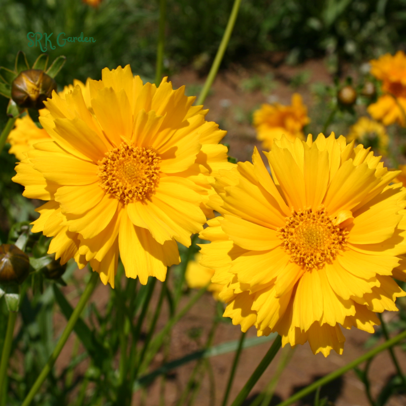 Dwarf Lance Leaved Coreopsis Seeds | 200 seeds